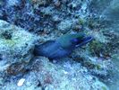 Hawaii Scuba divng 12