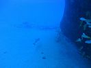 Hawaii Scuba divng 24