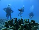 Hawaii Scuba divng 40