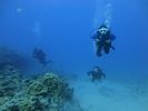 Hawaii Scuba divng 66