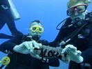 Hawaii Scuba divng 70