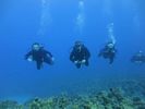 Hawaii Scuba divng 73