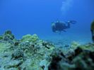 Hawaii Scuba divng 79