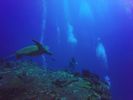 Hawaii Scuba divng 21