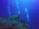 Hawaii Scuba divng 22