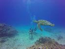 Hawaii Scuba divng 37