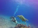 Hawaii Scuba divng 39