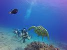 Hawaii Scuba divng 40