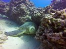 Hawaii Scuba divng 41
