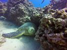 Hawaii Scuba divng 42