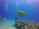 Hawaii Scuba divng 44