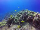 Hawaii Scuba divng 52