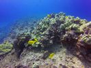 Hawaii Scuba divng 53