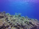 Hawaii Scuba divng 61