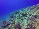 Hawaii Scuba divng 72