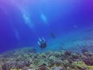 Hawaii Scuba divng 74