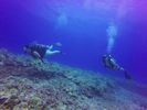 Hawaii Scuba divng 75