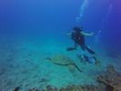 Hawaii Scuba divng 28