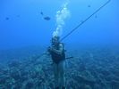 Hawaii Scuba divng 10