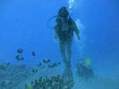 Hawaii Scuba divng 15