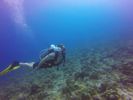 Hawaii Scuba divng 28