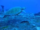 Hawaii Scuba divng 27