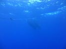 Hawaii Scuba divng 42