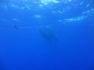 Hawaii Scuba divng 42