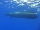 Hawaii Scuba divng 43