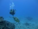 Hawaii Scuba divng 68