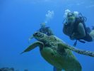 Hawaii Scuba divng 72