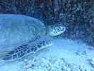 Hawaii Scuba divng 82