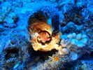 Hawaii Scuba divng 25