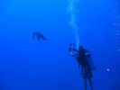 Hawaii Scuba divng 26