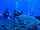 Hawaii Scuba divng 29