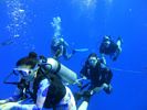 Hawaii Scuba divng 41