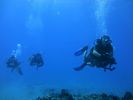 Hawaii Scuba divng 51