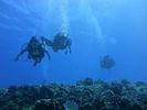 Hawaii Scuba divng 56