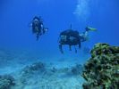 Hawaii Scuba divng 74