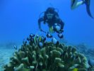 Hawaii Scuba divng 77