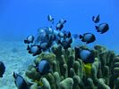 Hawaii Scuba divng 78