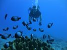 Hawaii Scuba divng 80