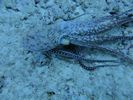 Hawaii Scuba divng 19