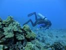 Hawaii Scuba divng 27