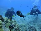 Hawaii Scuba divng 29