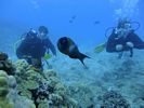 Hawaii Scuba divng 29