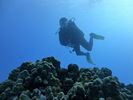 Hawaii Scuba divng 47