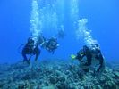 Hawaii Scuba divng 13