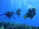 Hawaii Scuba divng 14