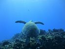 Hawaii Scuba divng 29